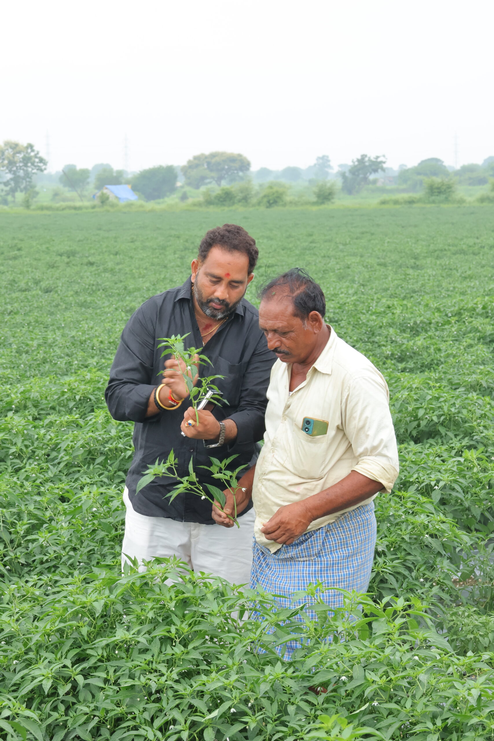 SIVA SAI CROP PROTECTION