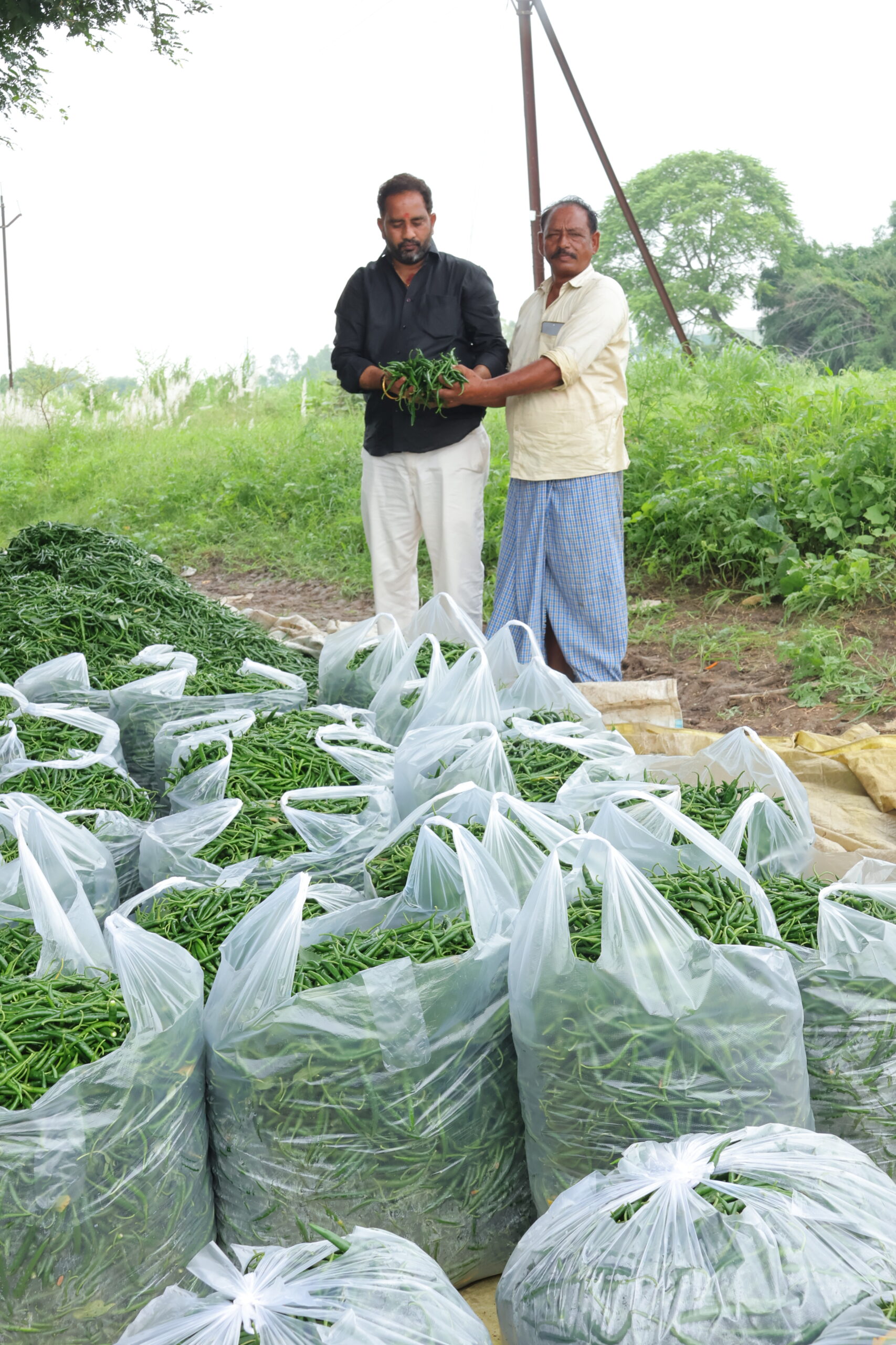 SIVA SAI CROP PROTECTION