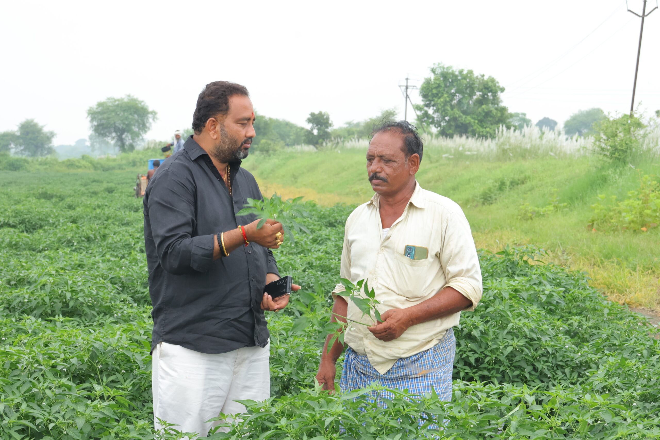 SIVA SAI CROP PROTECTION